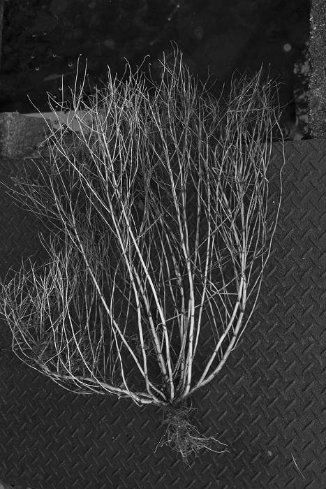 b0074098_11142954.jpg