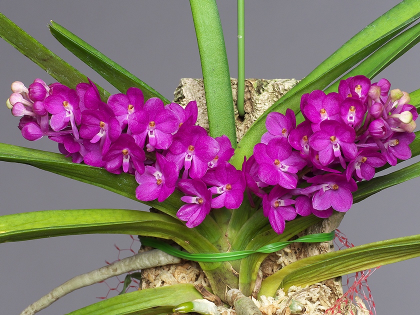 Vanda ampullacea その３_a0267399_23572112.jpg