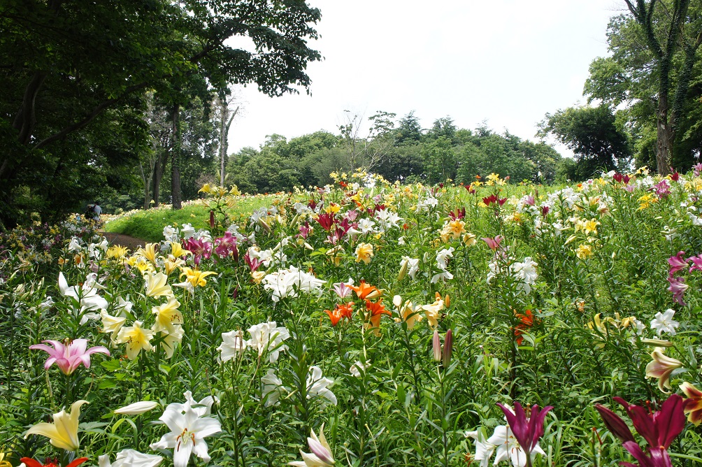 所沢ゆり園_b0112909_18364618.jpg