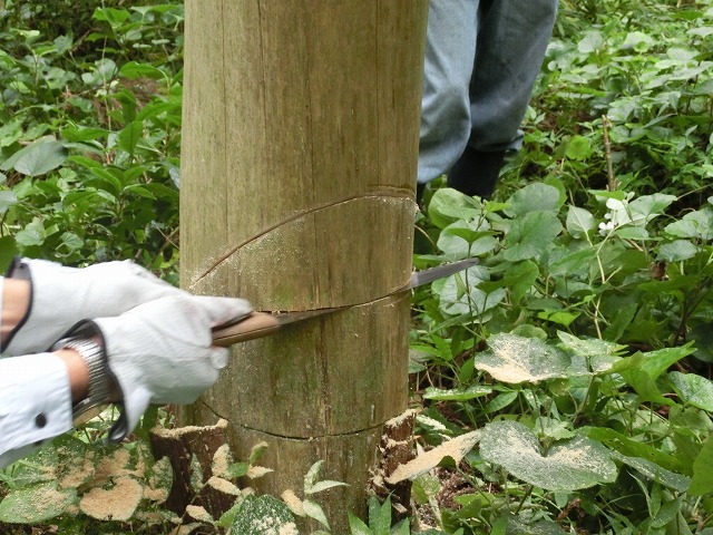 愛鷹山麓の林で「皮むき」方式の間伐体験_f0141310_7304122.jpg