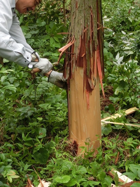 愛鷹山麓の林で「皮むき」方式の間伐体験_f0141310_734575.jpg