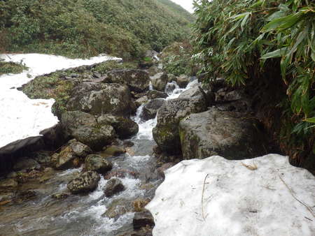 月山の花だよりと登山道情報7/1_f0118332_10421634.jpg