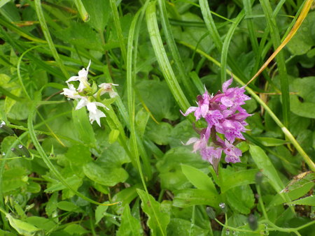 月山の花だよりと登山道情報7/1_f0118332_10574024.jpg