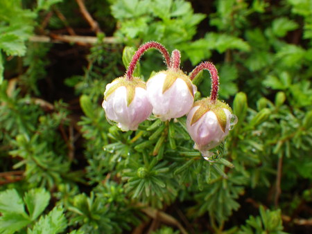 月山の花だよりと登山道情報7/1_f0118332_1117486.jpg