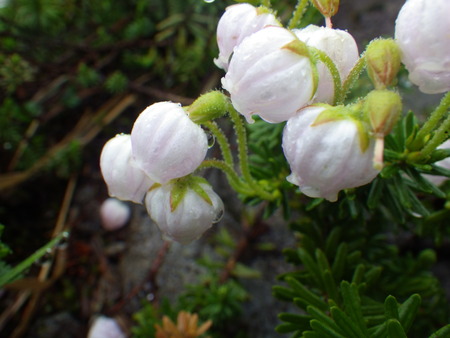 月山の花だよりと登山道情報7/1_f0118332_11181539.jpg