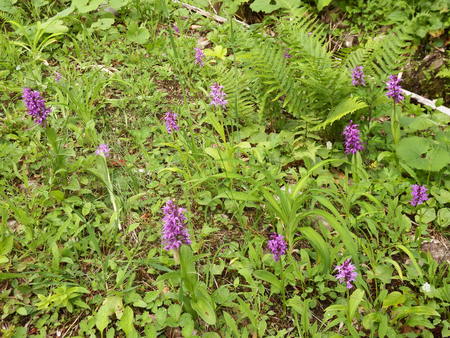 月山の花だよりと登山道情報7/1_f0118332_1241272.jpg