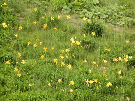 月山の花だよりと登山道情報7/1_f0118332_12421643.jpg