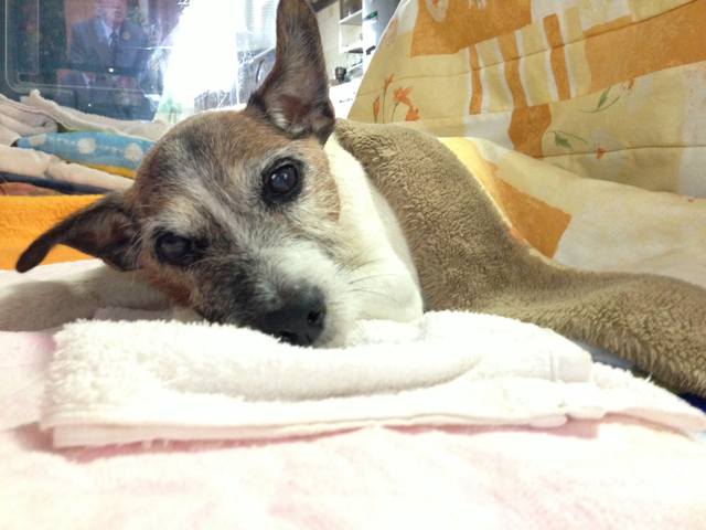 愛犬の旅立ちと思い出 3_c0099133_1318305.jpg