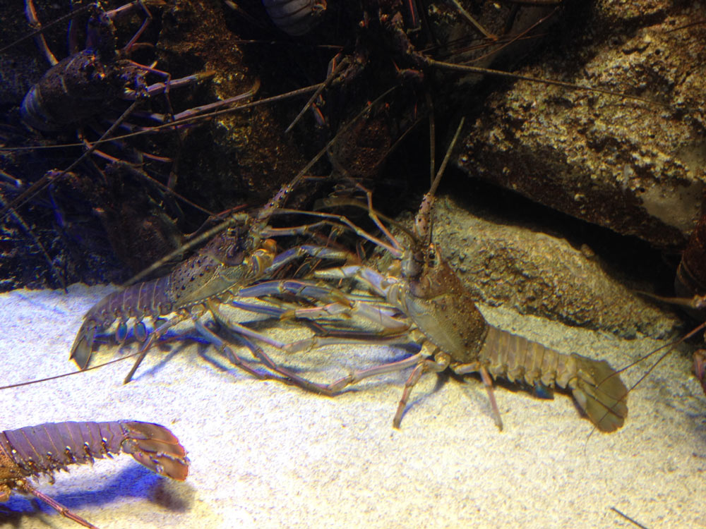 鳥羽水族館へ　（6/29）_c0306638_21111733.jpg