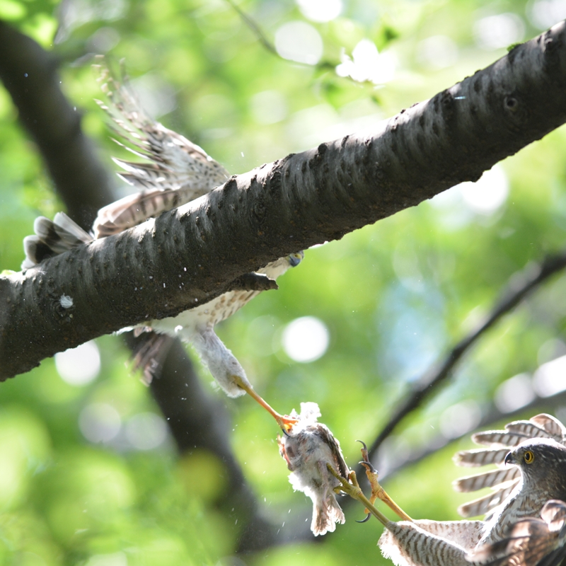 ツミ（雀鷹）/Japanese lesser sparrowhawk_b0309841_0503680.jpg