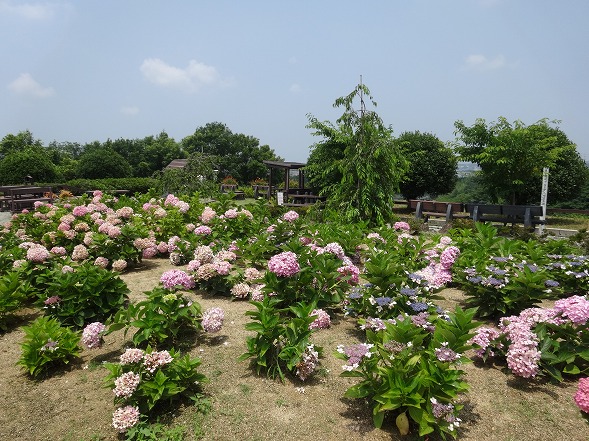 和泉リサイクル環境公園のあじさい_b0299042_16351446.jpg