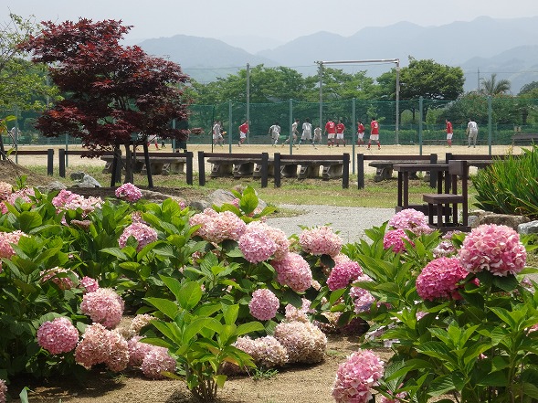 和泉リサイクル環境公園のあじさい_b0299042_1636408.jpg