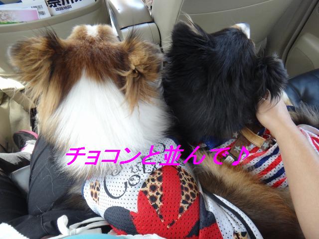 やどりぎドッグランようやく訪問♪_e0195743_4172587.jpg
