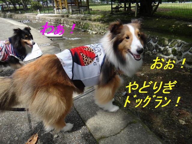 やどりぎドッグランようやく訪問♪_e0195743_4173331.jpg