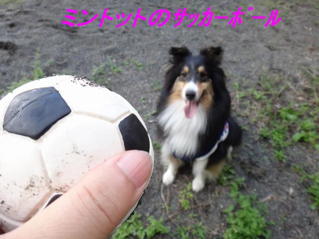 やどりぎドッグランようやく訪問♪_e0195743_4175150.jpg
