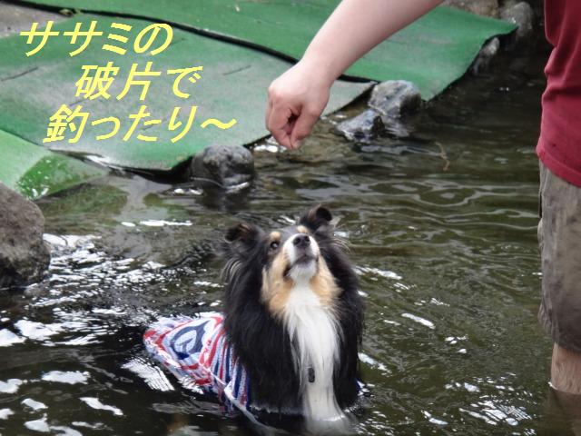 やどりぎドッグランようやく訪問♪_e0195743_418544.jpg