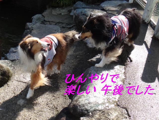 やどりぎドッグランようやく訪問♪_e0195743_4197100.jpg