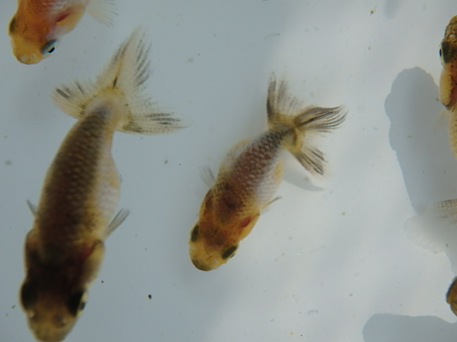 f0334143_9185055.jpg