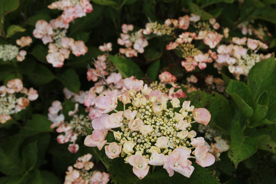 紫陽花(3)_c0093046_6363860.jpg