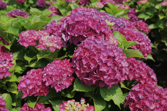紫陽花(3)_c0093046_636494.jpg