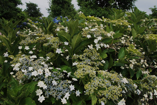 紫陽花(3)_c0093046_6365598.jpg