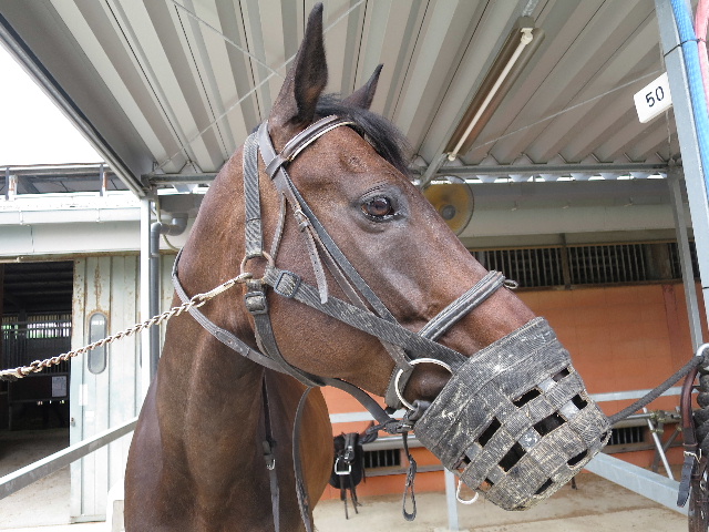 乗馬クラブ・・・９鞍目はクラレット・コブラー君_c0011649_128205.jpg