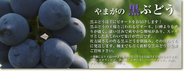 熊本ぶどう　社方園　平成26年度、豪華ラインナップで今年も7月7日に初出荷!! _a0254656_20132395.jpg