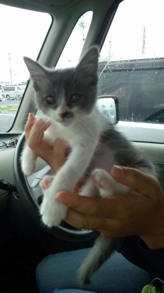 Kitten._c0153966_1111681.jpg