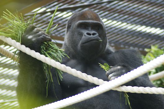 京都市動物園（きょうとしどうぶつえん）散歩写真_c0191967_18323367.jpg