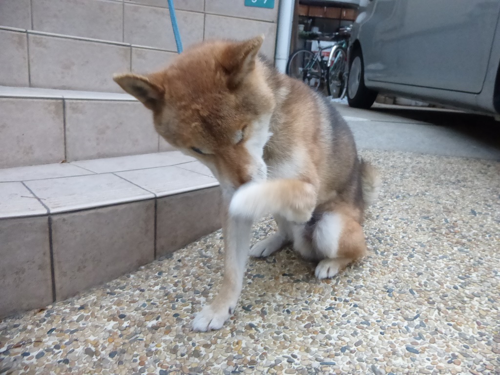 今日のポポンタ_f0205367_21265921.jpg