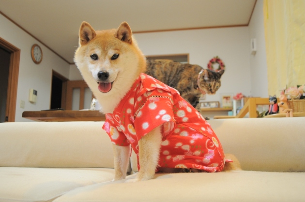 また買ってしまった!_a0126590_06280961.jpg