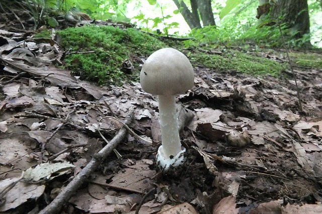 e0070891_187424.jpg