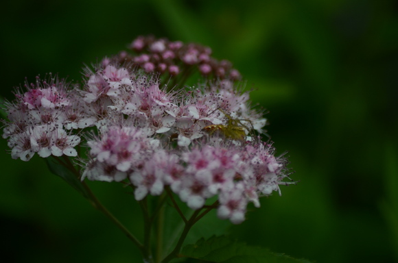 a0288500_16241980.jpg