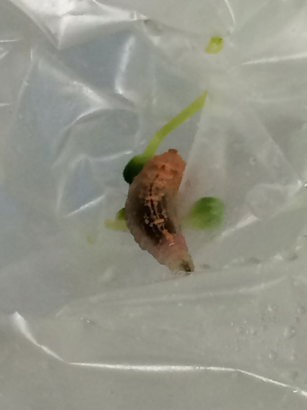やっぱりナメクジでしょうか 昆虫ブログ むし探検広場 やっぱりナメクジでしょうか 昆虫ブログ むし探検広場