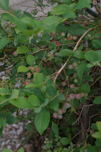 e0290310_936342.jpg