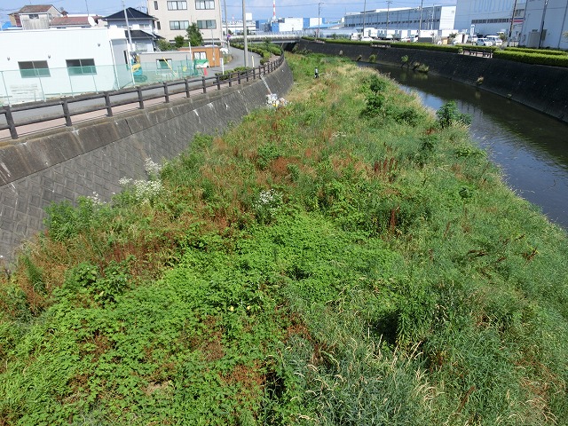 小潤井川の「草刈り清掃」とホルモン焼きの「払い」_f0141310_7205524.jpg