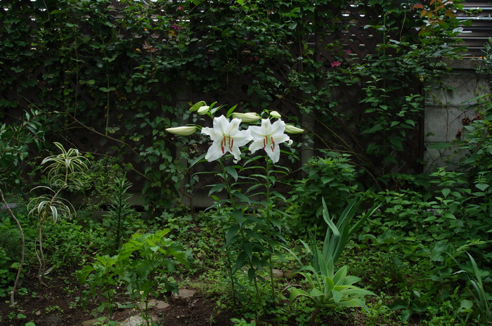 カサブランカ_e0276411_10212714.jpg