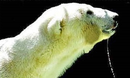カザフスタン・アルマトイ動物園のアリコルの近況 ~ 地元のファンの温かいまなざし_a0151913_1325623.jpg