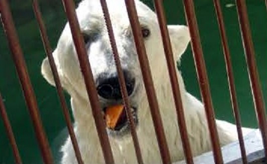 カザフスタン・アルマトイ動物園のアリコルの近況 ~ 地元のファンの温かいまなざし_a0151913_13271472.jpg