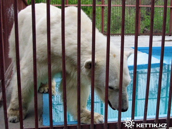 カザフスタン・アルマトイ動物園のアリコルの近況 ~ 地元のファンの温かいまなざし_a0151913_13281322.jpg