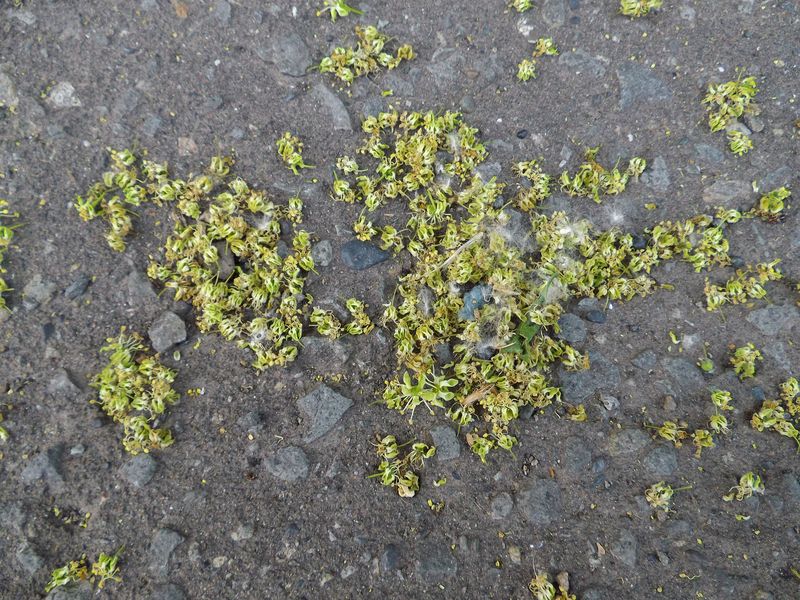 クリの開花 (写真1枚追加)_c0025115_19294924.jpg