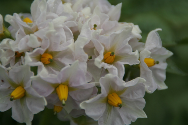 じゃがいもの花。_d0180229_21425337.jpg