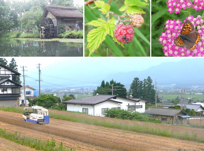 麦刈りの日_a0212730_18321030.jpg