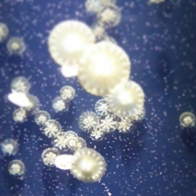 c0296630_9183640.jpg