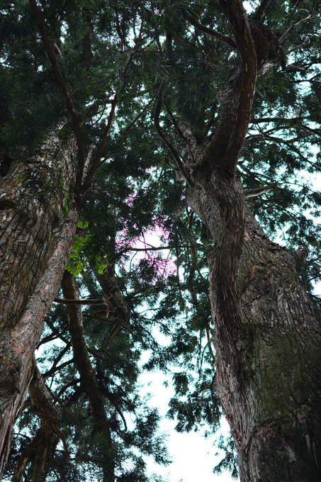 c0155239_95293.jpg