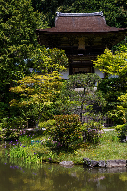 圓成寺・春の花_f0155048_19134457.jpg