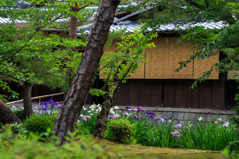 花菖蒲咲く野村碧雲荘 : 花景色-K.W.C. PhotoBlog 花菖蒲咲く野村碧雲荘 : 花景色-K.W.C. PhotoBlog