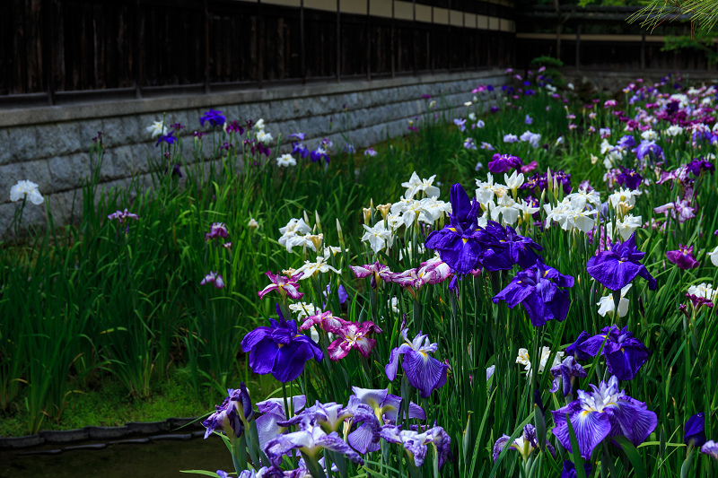 花菖蒲咲く野村碧雲荘_f0155048_23543516.jpg