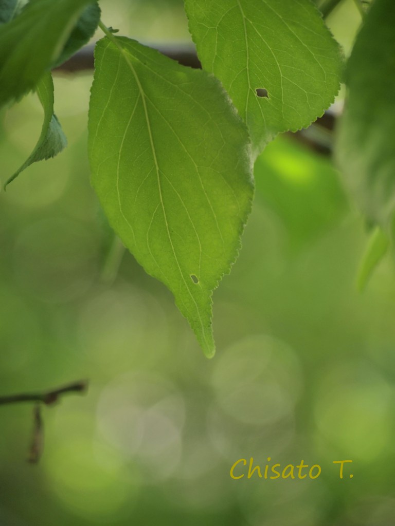 c0163751_8442682.jpg