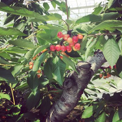 新しい自家製酵母探しの旅、in山形No2_c0162653_1438992.jpg